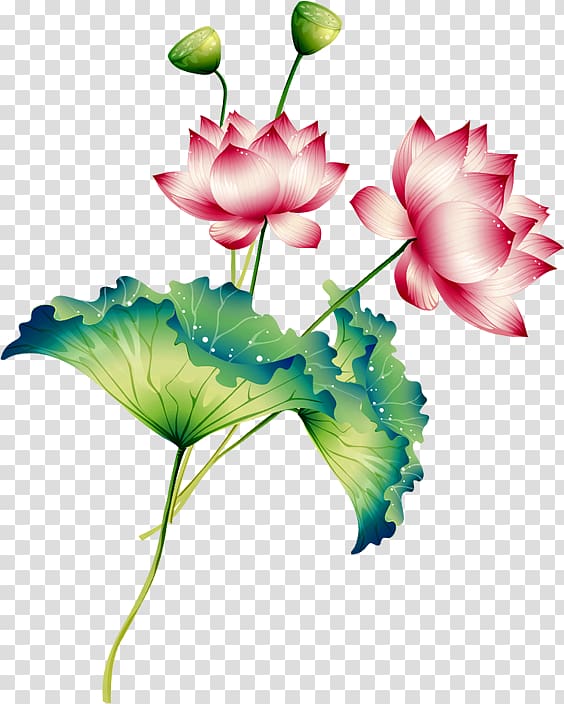 Nelumbo nucifera , Lotus transparent background PNG clipart