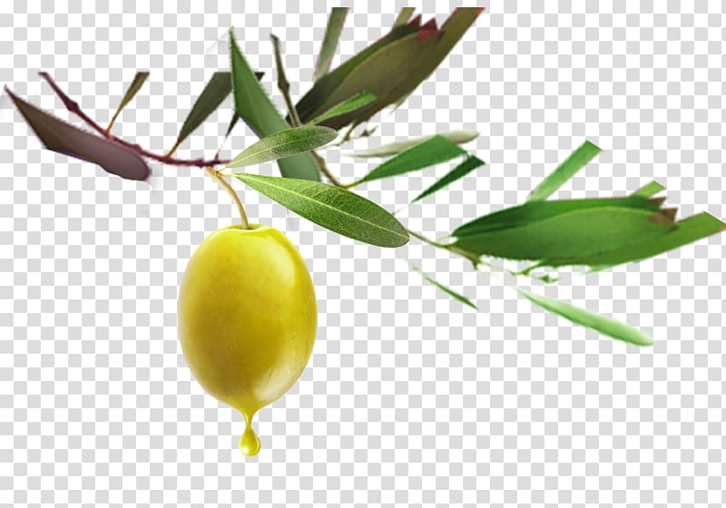 Chinese New Year Auglis New Years Eve, New Year olive green fruit transparent background PNG clipart