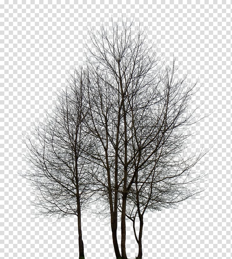 bare tree, Tree Desktop Rendering, pine tree transparent background PNG clipart