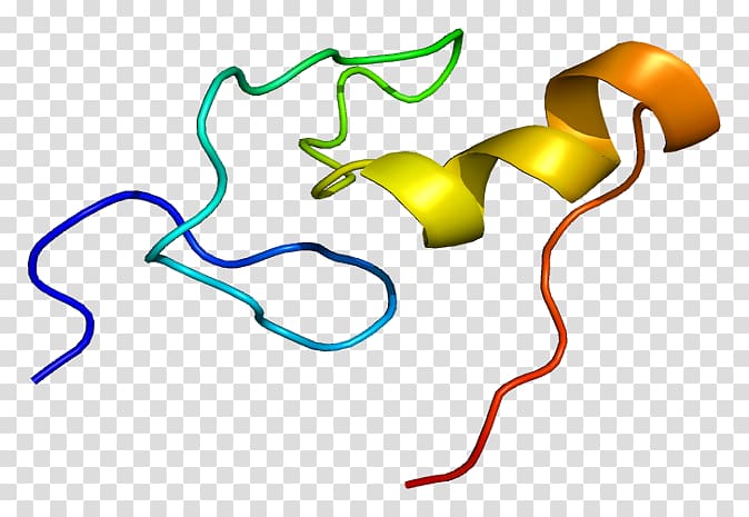 GATA1 GATA transcription factor Zinc finger Protein, others transparent background PNG clipart
