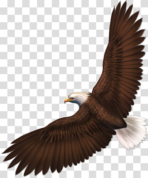 Bald Eagle Bird Golden eagle Drawing, Bird transparent background PNG ...
