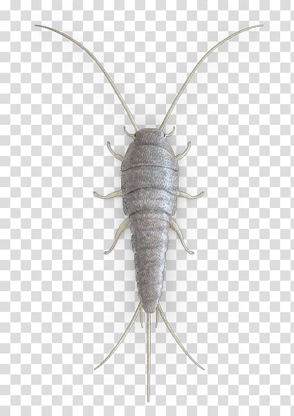 Silverfish Cockroach Insect Pest Control Firebrat, Silverfish transparent background PNG clipart