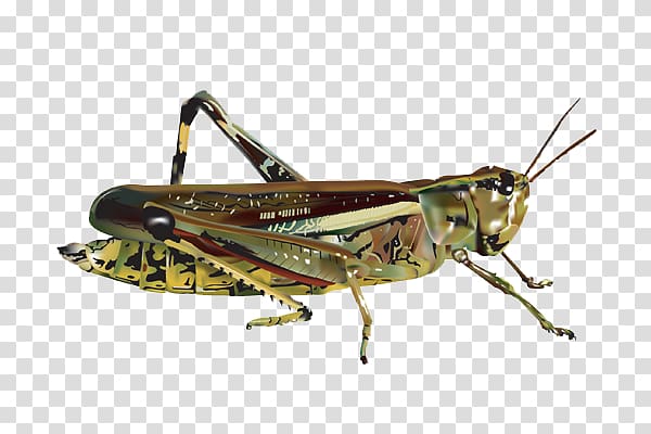 Grasshopper transparent background PNG clipart