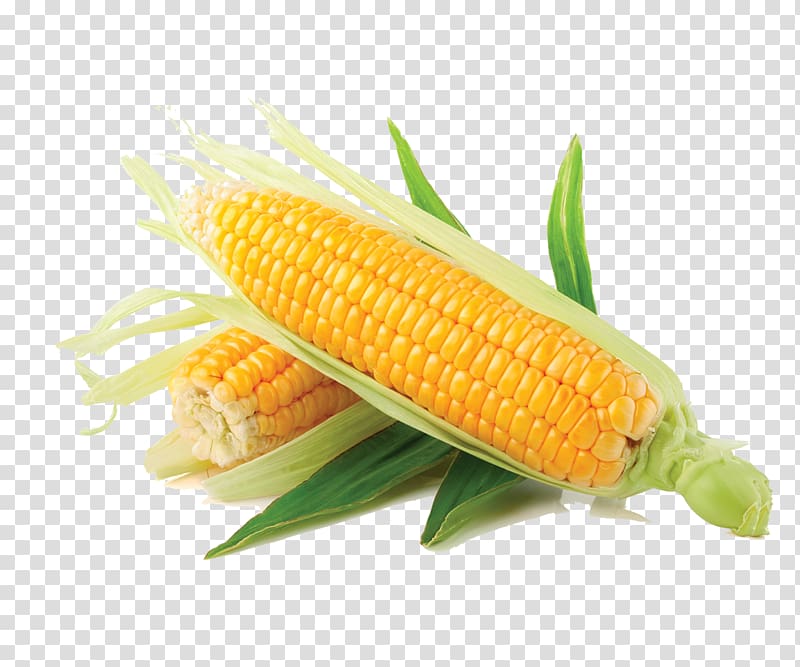 Corn on the cob Maize Vegetable Sweet corn Salad, corn transparent background PNG clipart