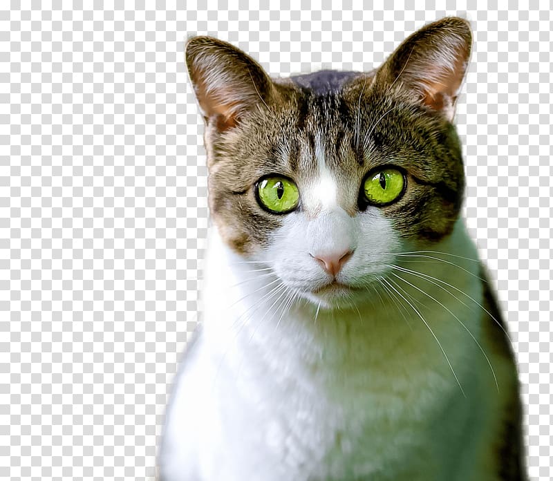 brown and white tabby cat, Cat Green Eyes transparent background PNG clipart