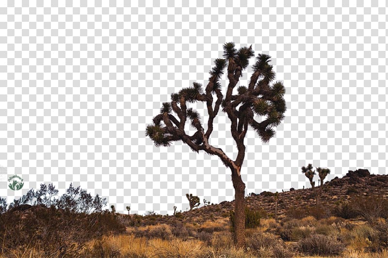 Joshua Tree National Park Desktop , park transparent background PNG clipart