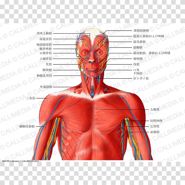 Head and neck anatomy Muscular system Thorax Muscle, heart transparent background PNG clipart