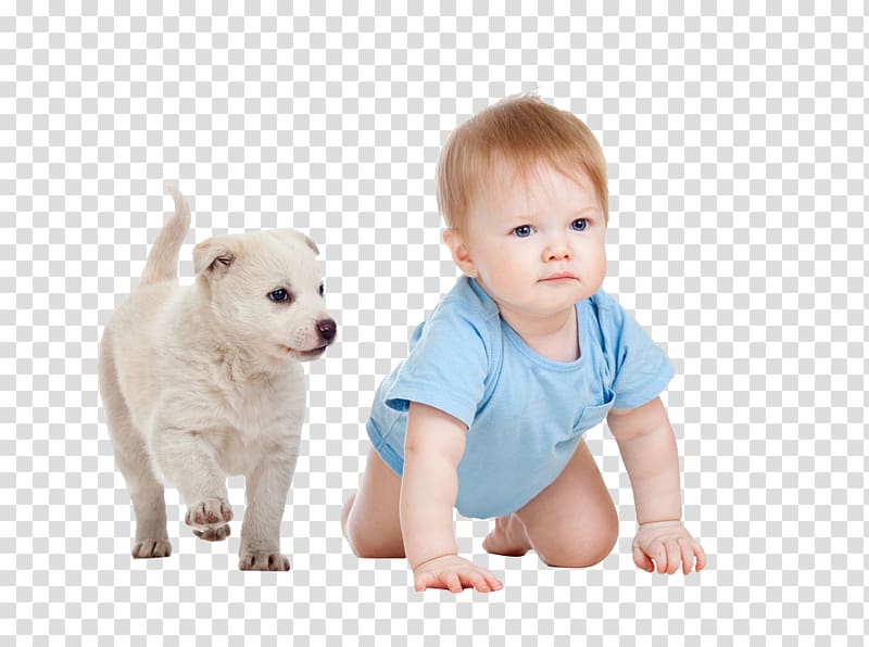 baby crawling near puppy art, Old English Bulldog Puppy Skip Infant Child, child transparent background PNG clipart