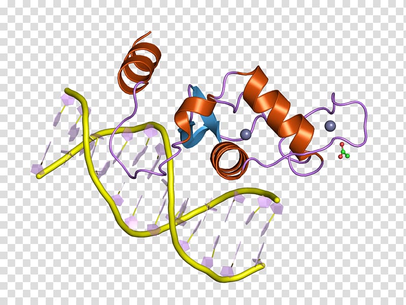 Liver receptor homolog-1 Steroidogenic factor 1 Gene Transcription factor Nuclear receptor, human-liver transparent background PNG clipart