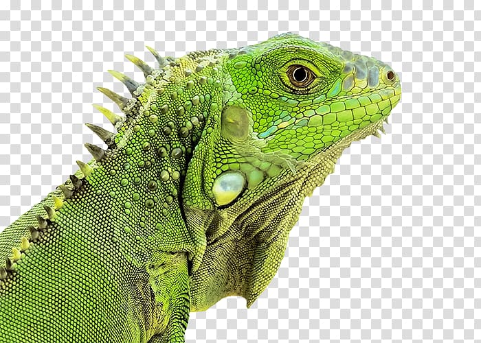 Green iguana Reptile Lizard Chameleons Snake, Lizard transparent background PNG clipart