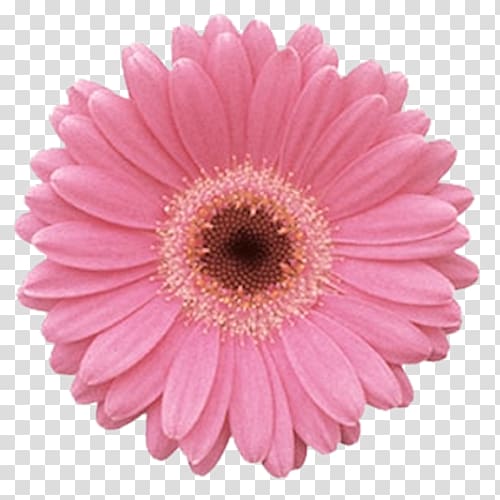 Transvaal daisy Common daisy Pink flowers Floral design, flower transparent background PNG clipart