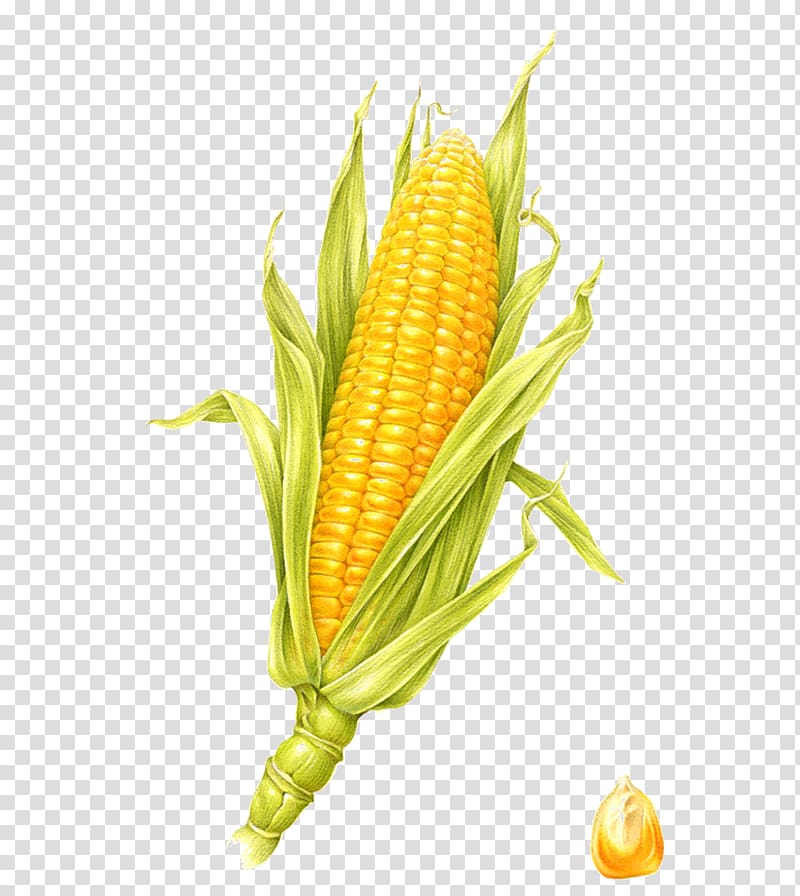 Corn on the cob Visual arts Maize Illustration, corn transparent background PNG clipart