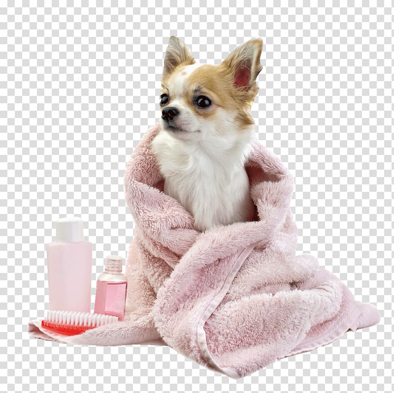 adult white and brown Chihuahua covered with pink blanket, Dog grooming Puppy Pet Veterinarian, groom transparent background PNG clipart