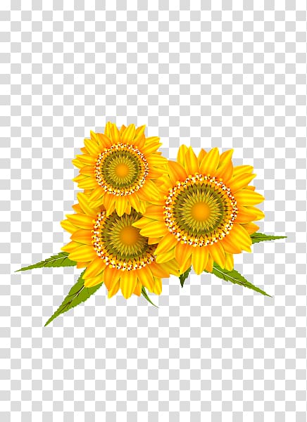 Common sunflower, Golden Sunflower transparent background PNG clipart