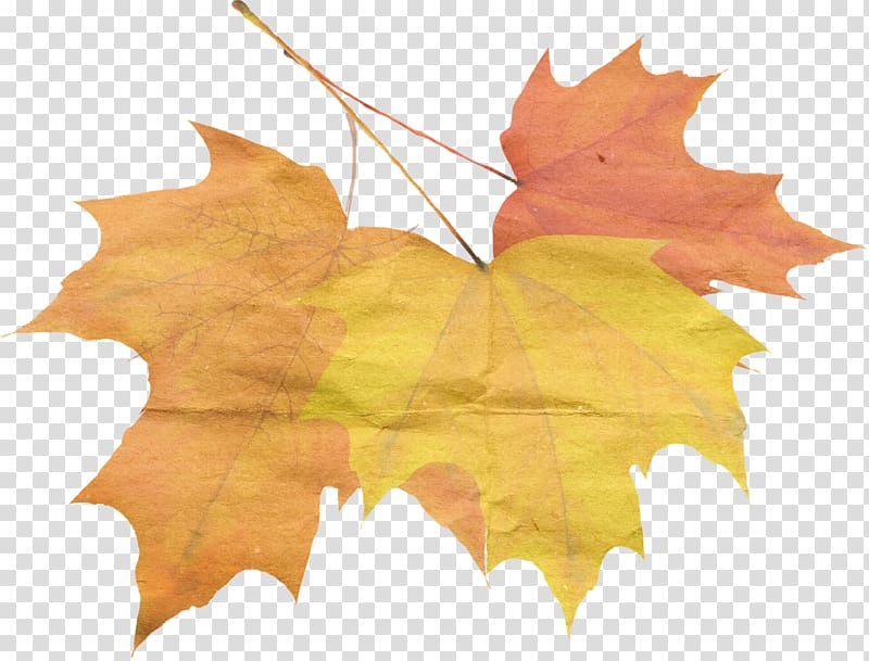 Autumn Maple leaf Qiufen, autumn transparent background PNG clipart