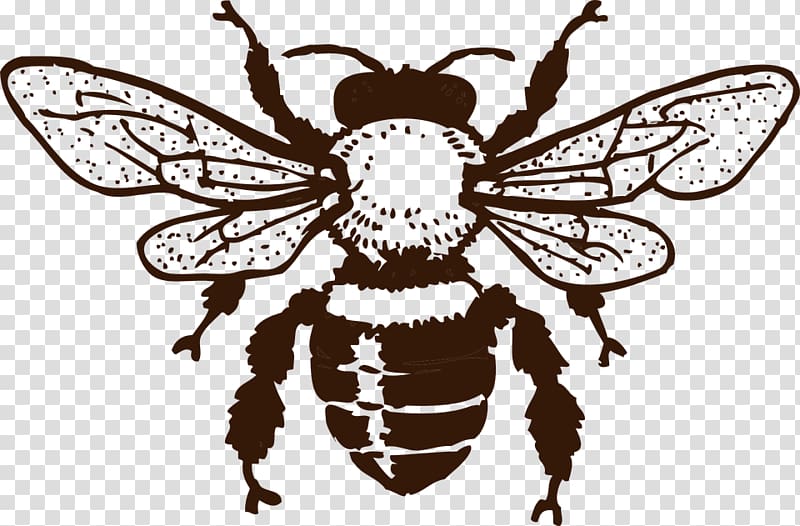 European dark bee Insect Queen bee Honey bee, bee transparent background PNG clipart