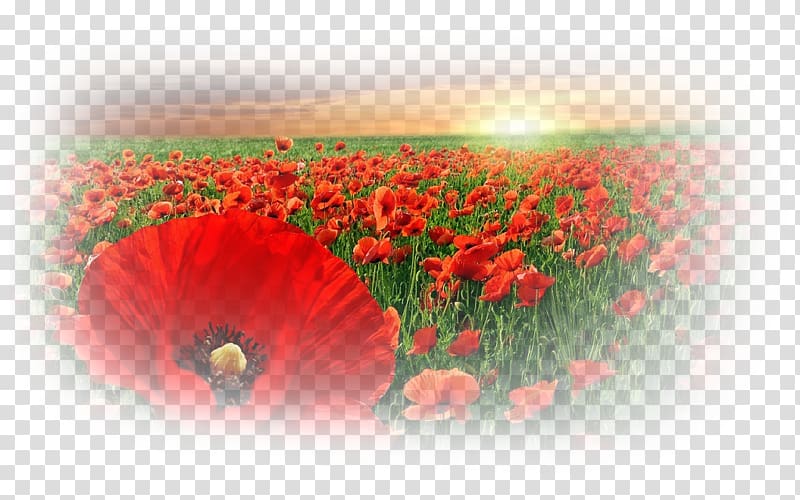 Common poppy Flower Sky Cloud, others transparent background PNG clipart