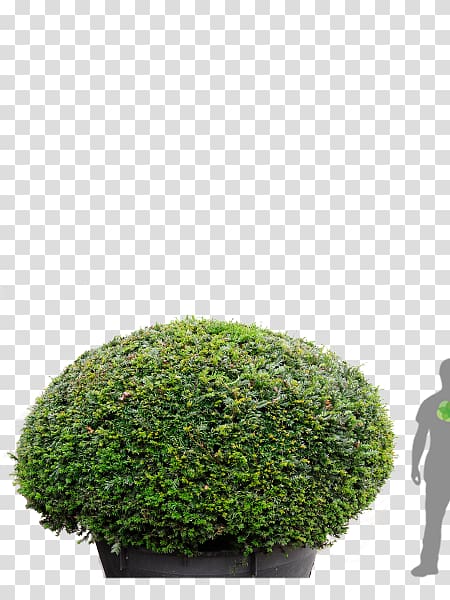 Hedge English Yew Tree Japanese holly Topiary, tree transparent background PNG clipart
