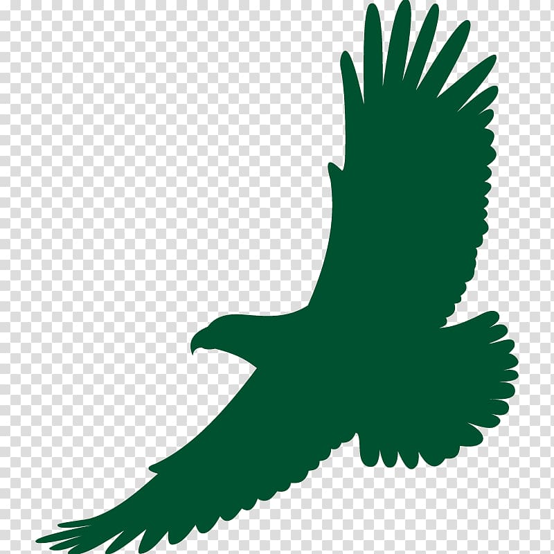 Bald Eagle White-tailed Eagle Drawing, eagle transparent background PNG clipart