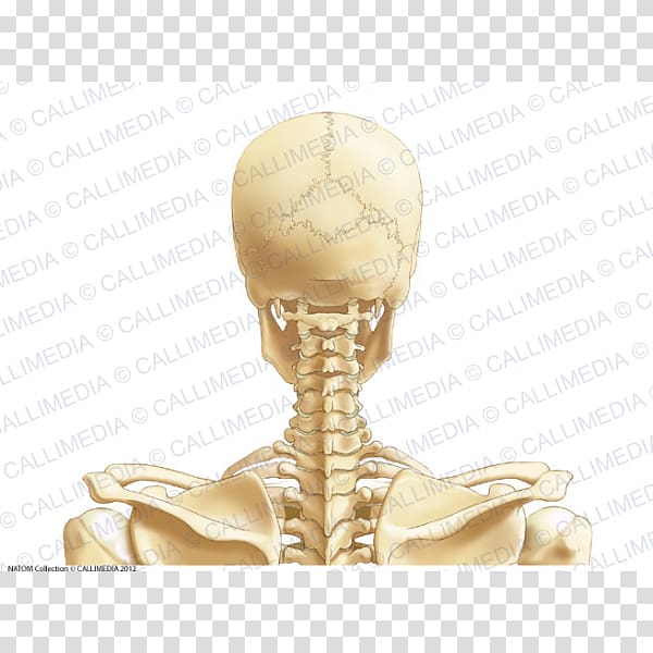 Posterior triangle of the neck Head and neck anatomy Vein Cervical vertebrae, Head and neck transparent background PNG clipart