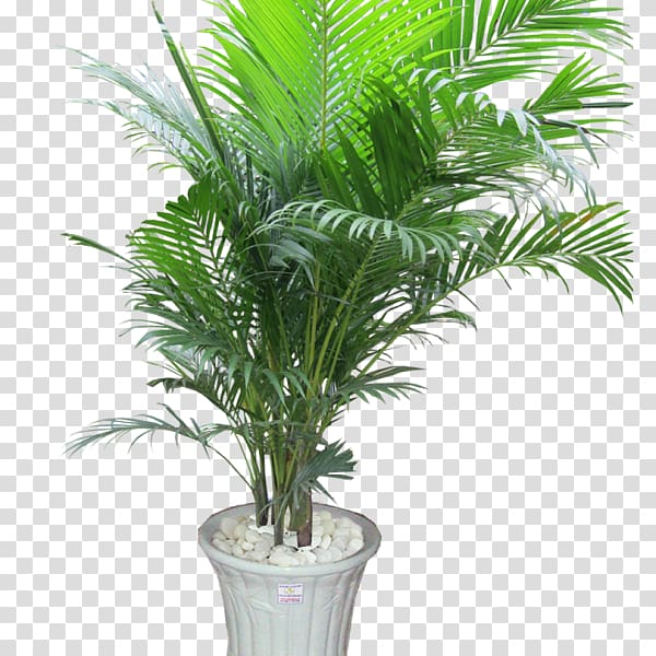 Ornamental plant Areca palm Houseplant Tree Arecaceae, tree transparent background PNG clipart