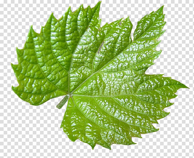 Leaf Grape leaves , Leaf transparent background PNG clipart