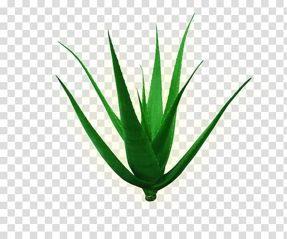 Aloe vera Plant stem Leaf Green, Leaf transparent background PNG clipart