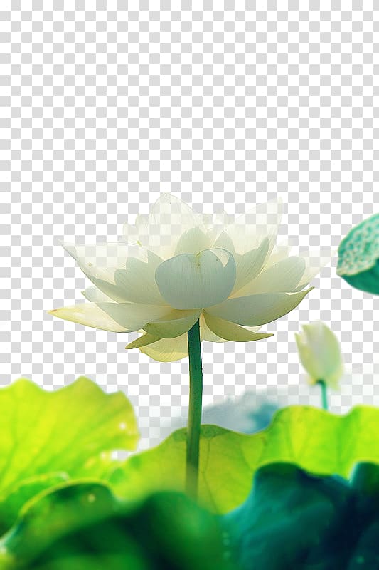 white flower illustration, China Buddhism Bodhi Falun Gong Tathu0101gata, Fresh lotus antiquity transparent background PNG clipart