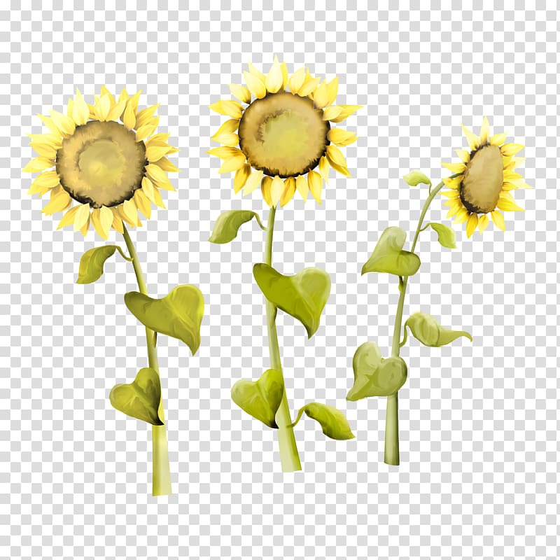 Common sunflower Sunflower seed Kuaci, sunflower transparent background PNG clipart