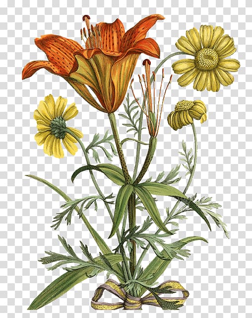 Flora Botany Botanical illustration Flower Daffodil, flower transparent background PNG clipart