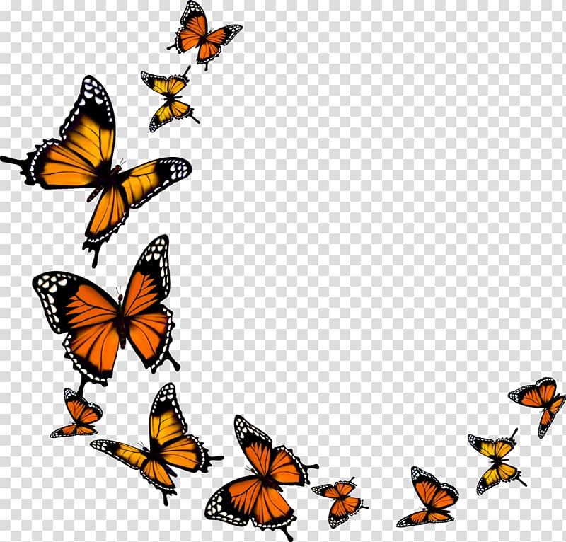 Monarch butterfly, butterfly transparent background PNG clipart