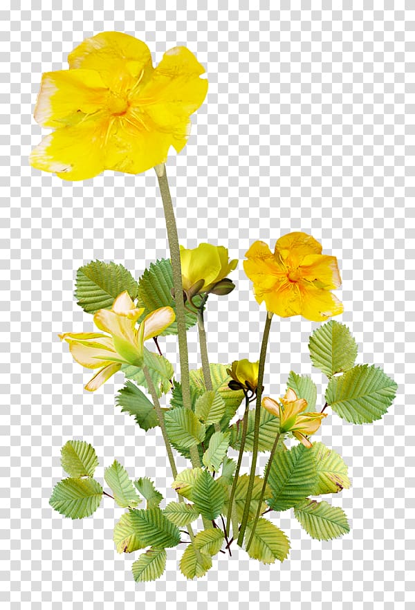 Flower Chamomile , flower transparent background PNG clipart