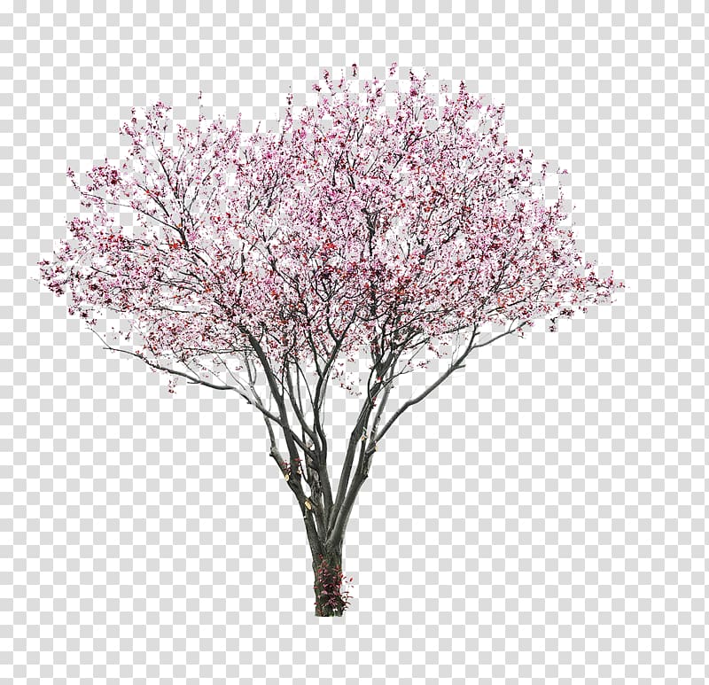 cherry blossom tree, Prunus serrulata Cherry blossom, cherry blossom watercolor transparent background PNG clipart