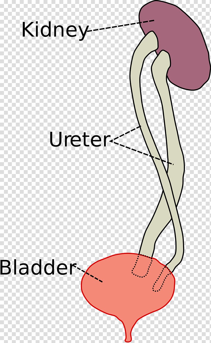 Duplicated ureter Kidney Urinary bladder Urethra, kidney transparent background PNG clipart
