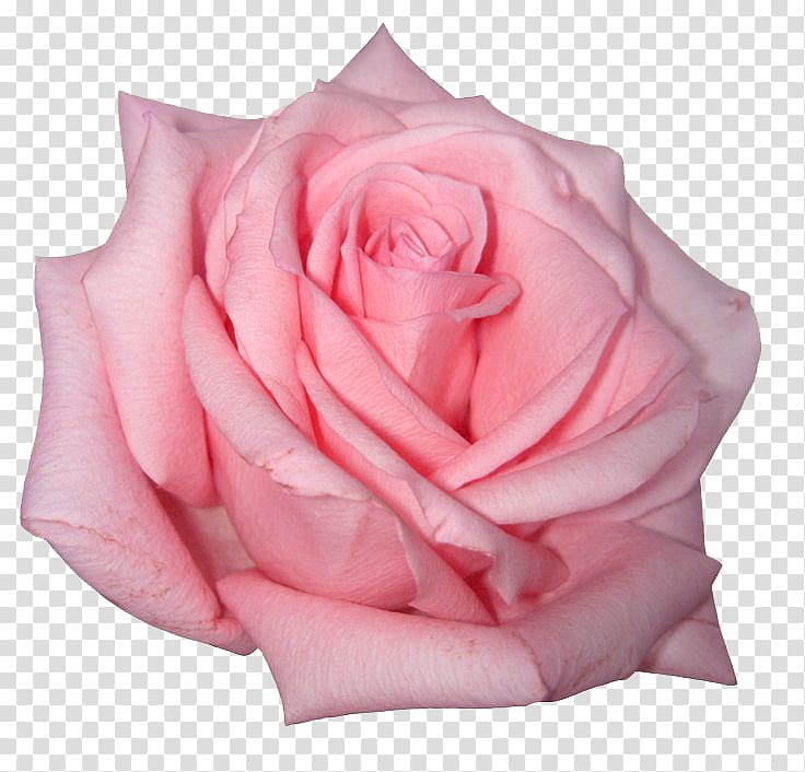 pink rose flower, Rose Pink flowers Pink flowers, Pink Rose transparent background PNG clipart