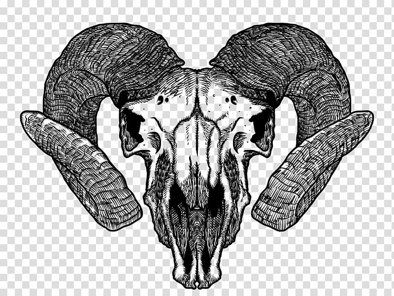 Skull, Goat skull, monochrome, computer Wallpaper, head png