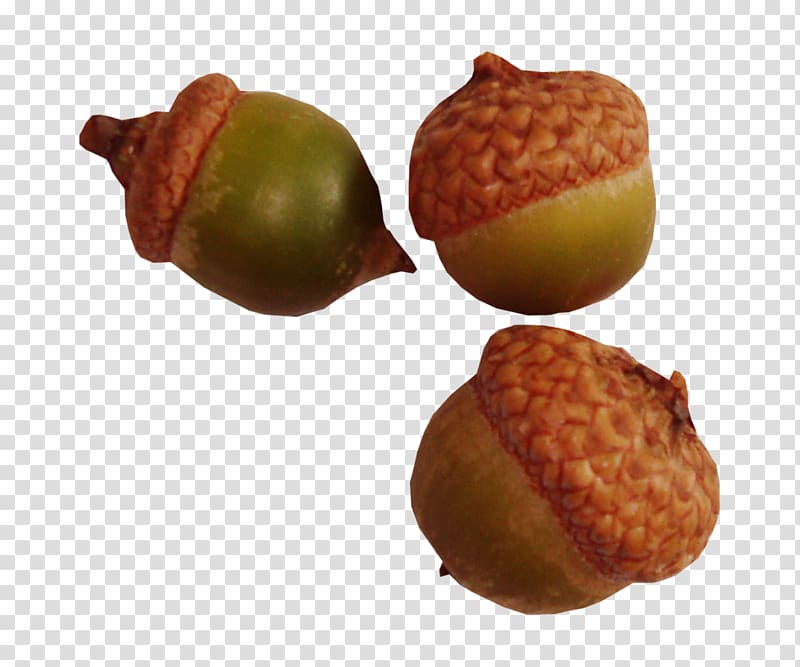 Acorn Oak, acorn transparent background PNG clipart