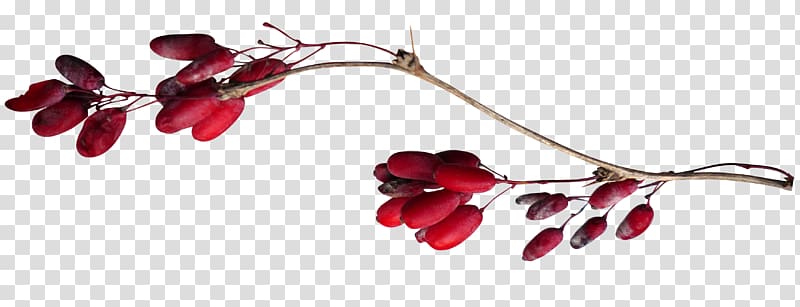 Berry Fruit Auglis , red plant transparent background PNG clipart