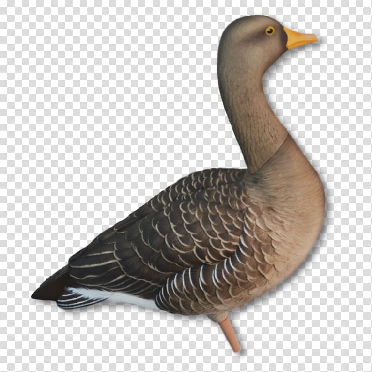 Mallard Duck Greylag goose Dangate, duck transparent background PNG clipart