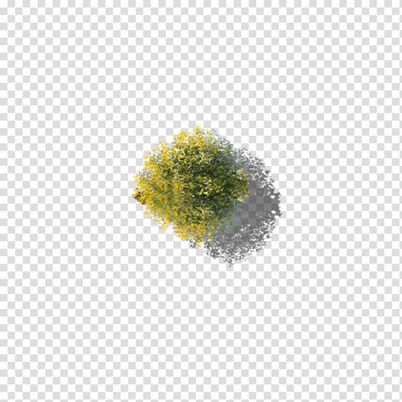 overlooking ginkgo tree transparent background PNG clipart