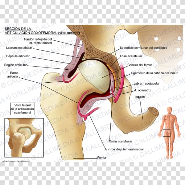 Muscles of the hip Joint Pelvis Anatomy, nervous system transparent background PNG clipart