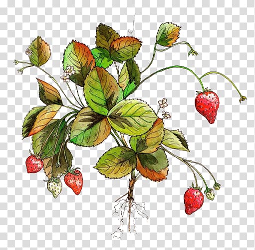 Strawberry Aedmaasikas Fruit Amorodo, Red strawberry transparent background PNG clipart