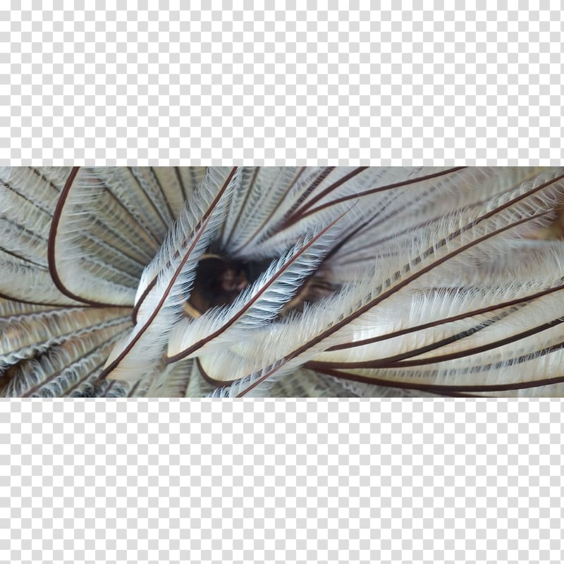 Sardine Close-up, plumage transparent background PNG clipart