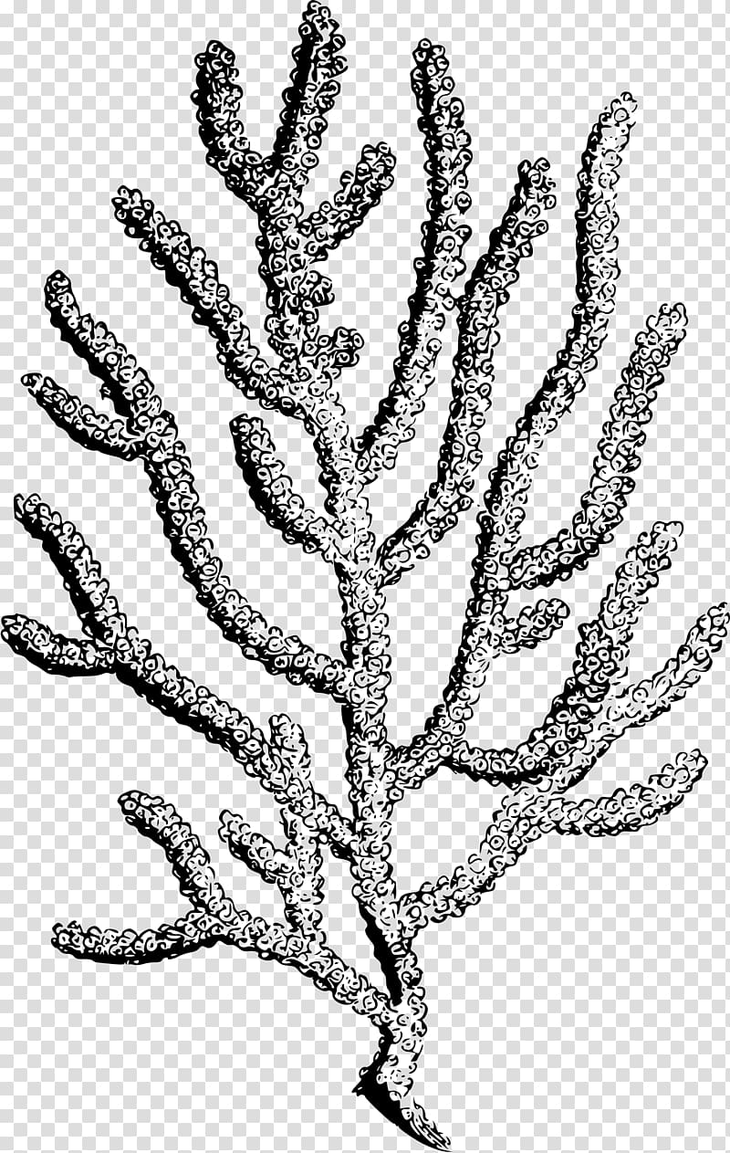 Coral reef Printmaking, coral transparent background PNG clipart
