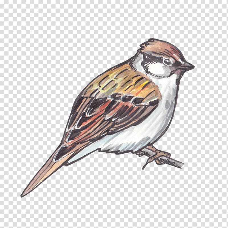 House Sparrow Bird American Sparrows Finch, sparrow transparent background PNG clipart