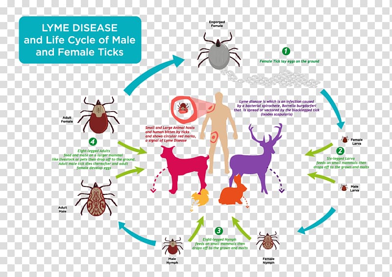 Lyme Disease Deer tick , transparent background PNG clipart