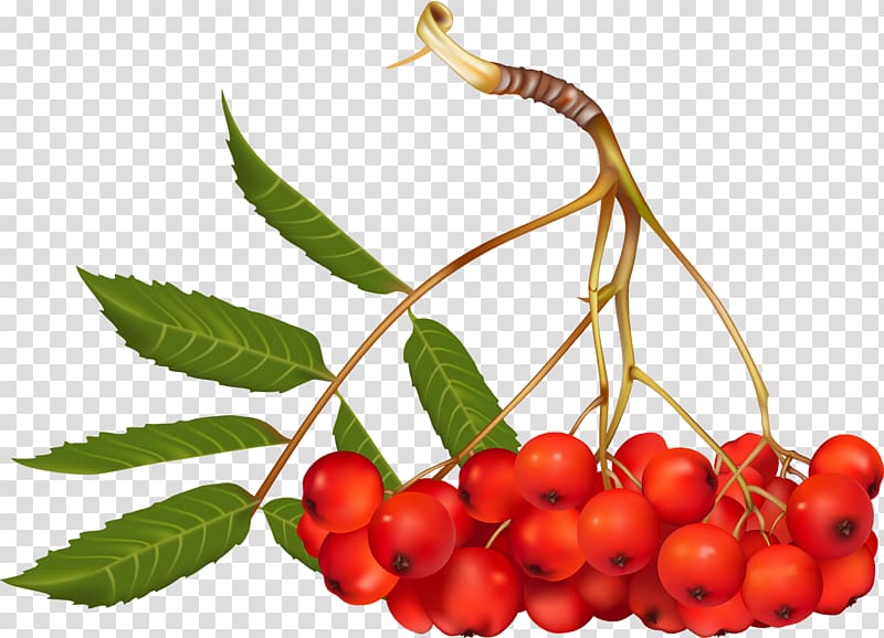 Mountain-ash , berries transparent background PNG clipart