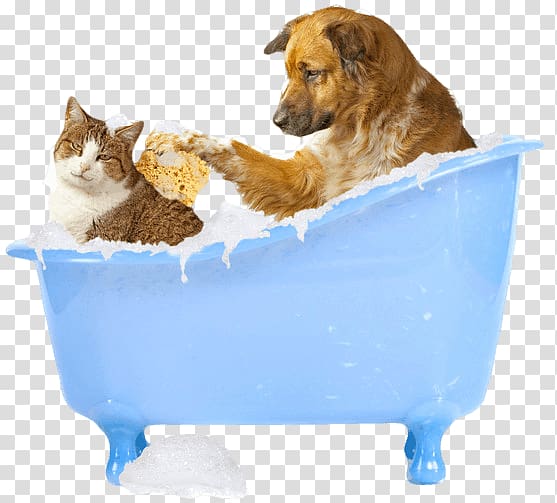 Cat Dog grooming Pet Veterinarian Pug, Cat transparent background PNG clipart
