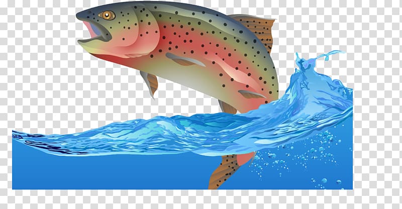 Rainbow trout Fish Euclidean , Fly fish transparent background PNG clipart