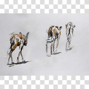 Dog Canidae Mammal, Dog transparent background PNG clipart thumbnail